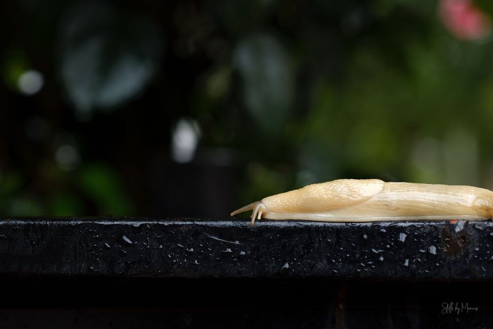 A close photograph of a slug moving across the ground.